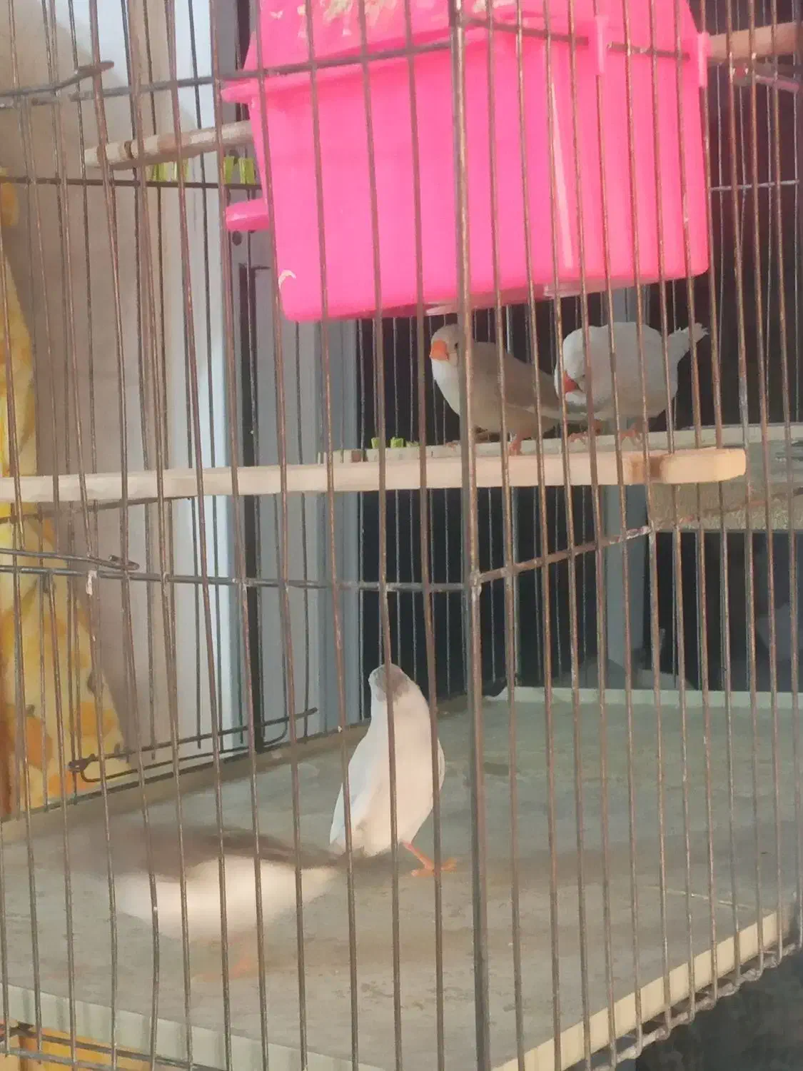 فروش مرغ عشق وفنچ|پرنده|جوانرود, |دیوار