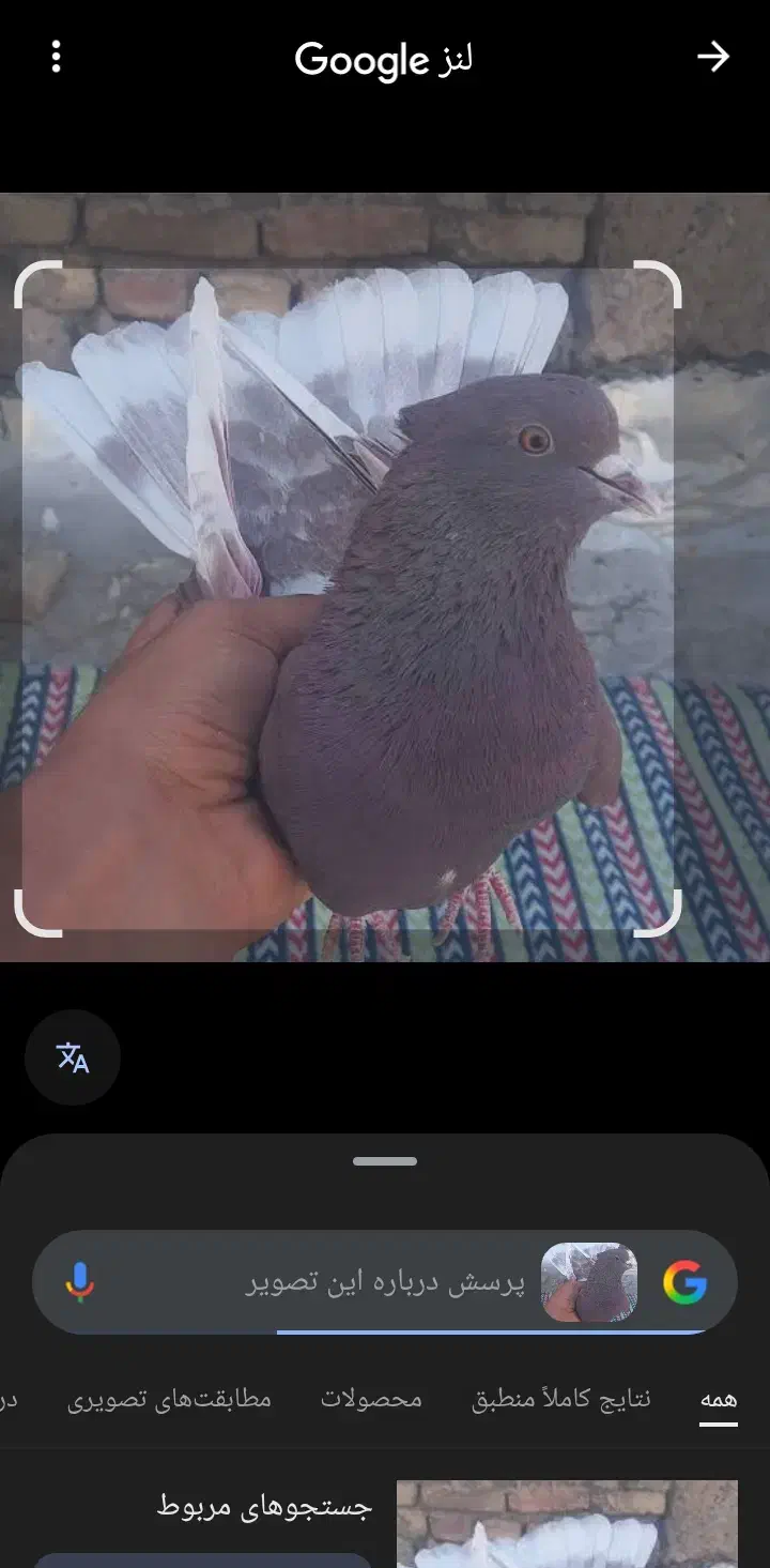 پیداشده پرنده کفتر|حیوانات|پاکدشت, پاکدشت (مامازند)|دیوار