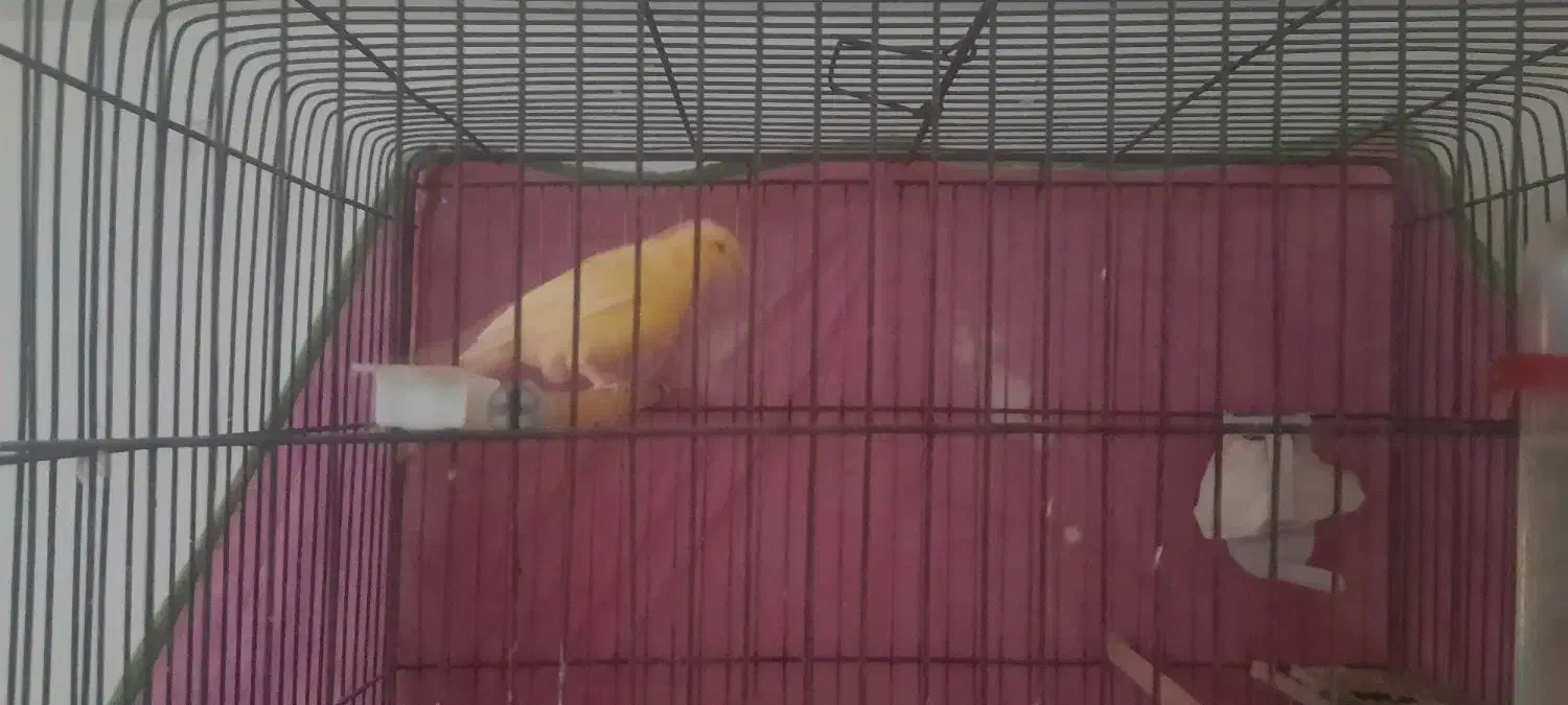 قناری|پرنده|قزوین, |دیوار