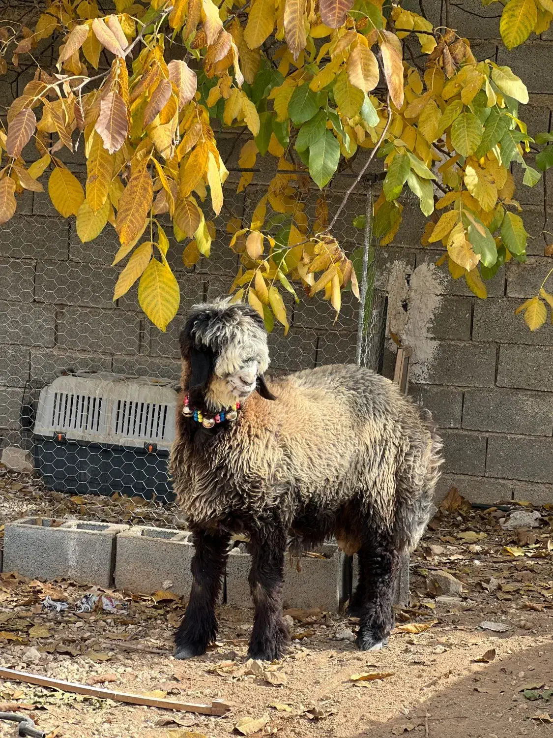 بره بذری خوش نژاد|حیوانات مزرعه|شیراز, گویم|دیوار