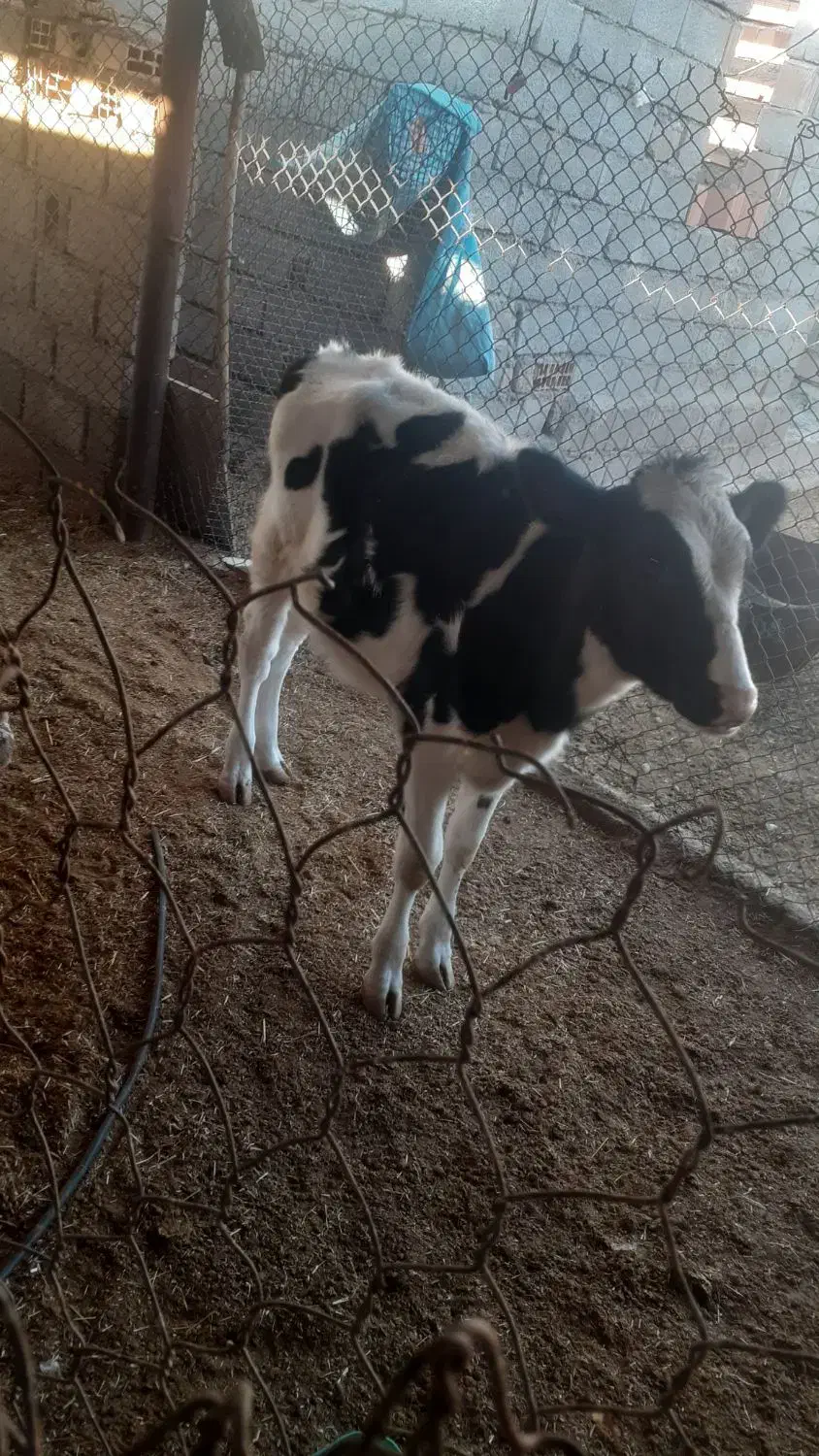 گوساله کور|حیوانات مزرعه|شباب, |دیوار