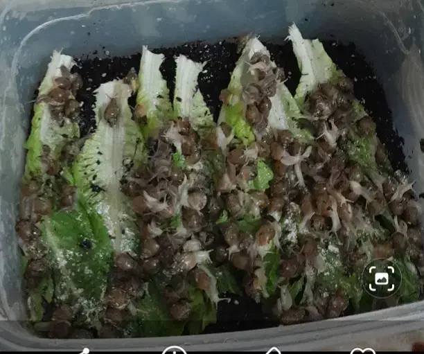 فروش حلزون|خزنده|رشت, سلیمانداراب|دیوار