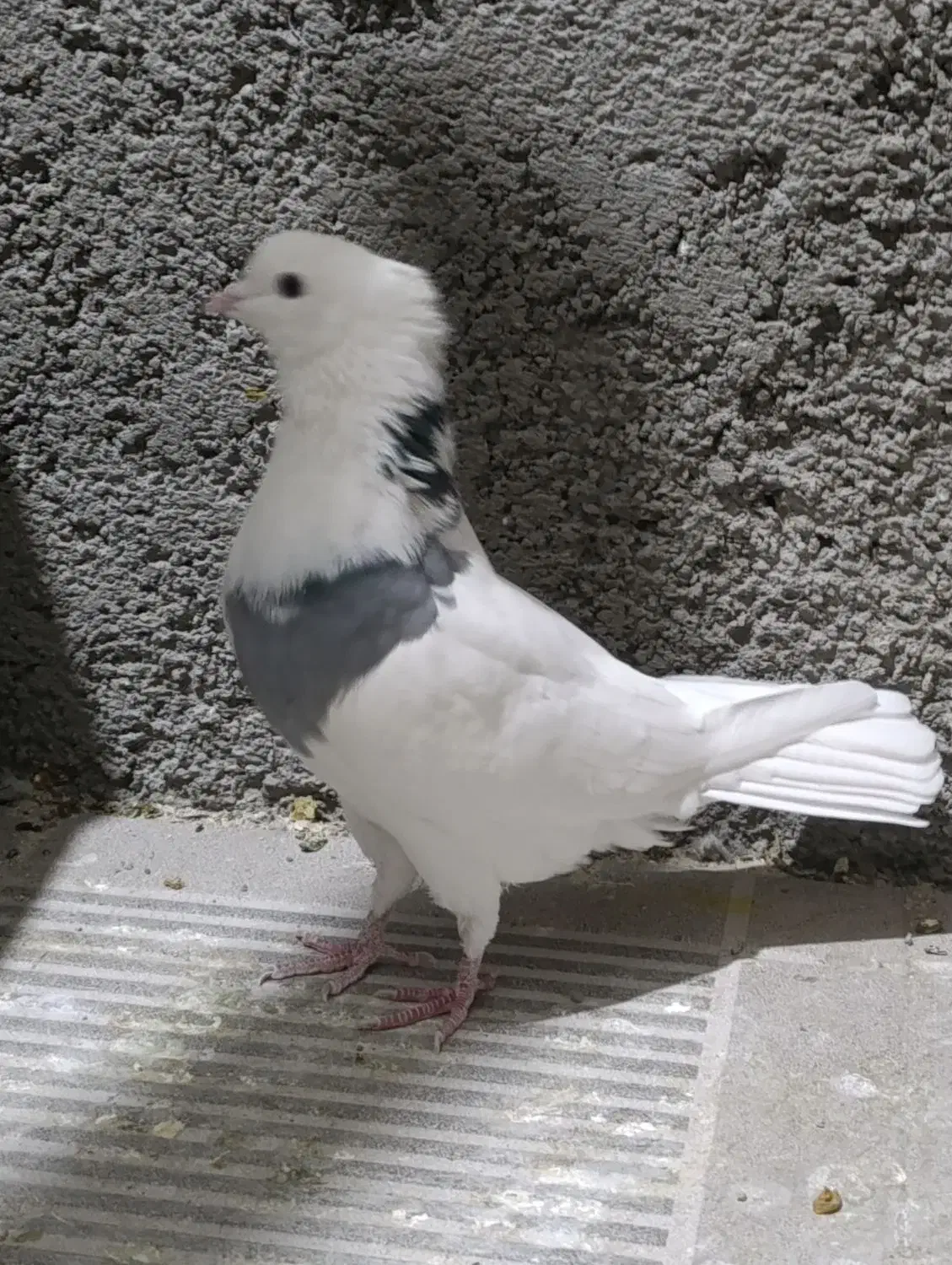 پرنده|پرنده|ایلام, |دیوار