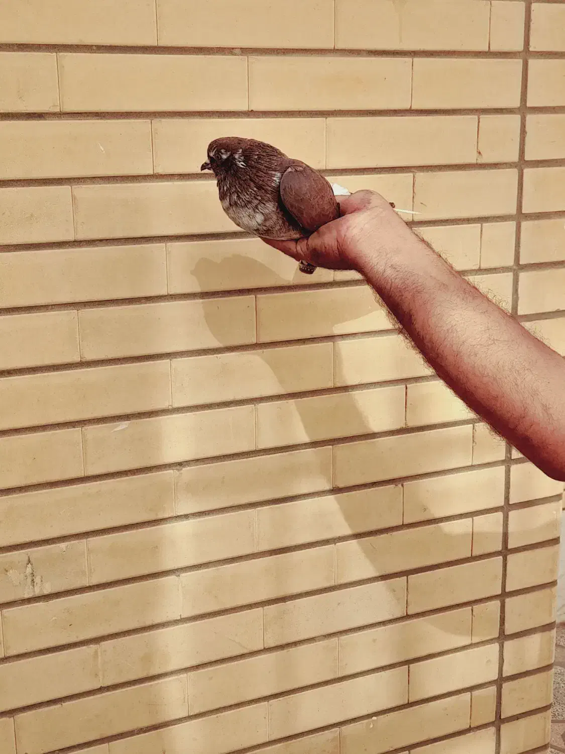 کفتر پرشی ساعتی|پرنده|کاشان, قطب راوندی|دیوار