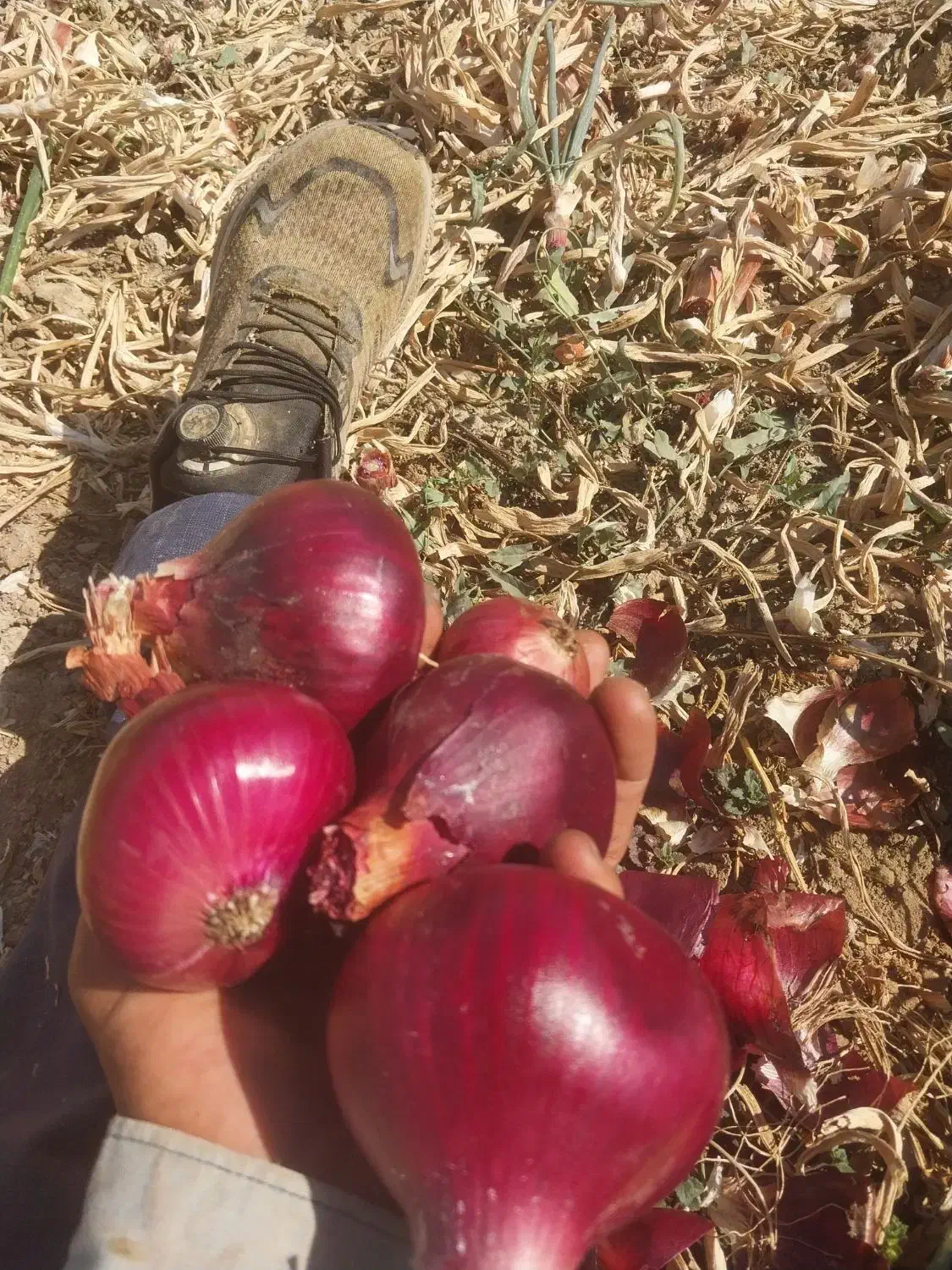 پیاز دارم هم امباری هم توری کسی خواست در خدمتم|خوردنی و آشامیدنی|بوکان, |دیوار