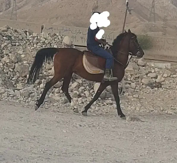 اسب|اسب و تجهیزات اسبسواری|بندر کنگان, |دیوار