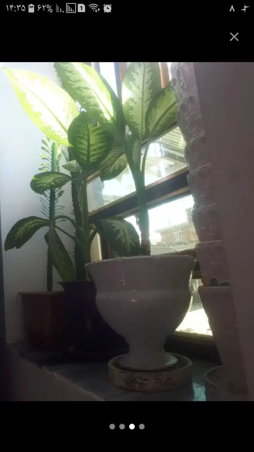 گل طبیعی|گل و گیاه طبیعی|ایلام, |دیوار