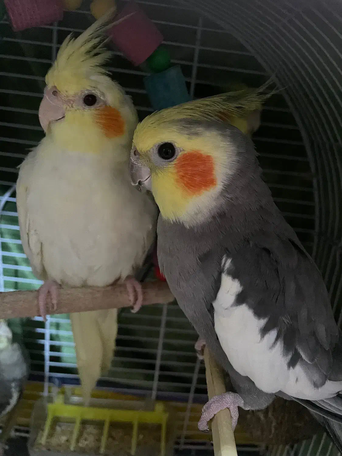 عروس هلندی نر و ماده|پرنده|لنگرود, |دیوار