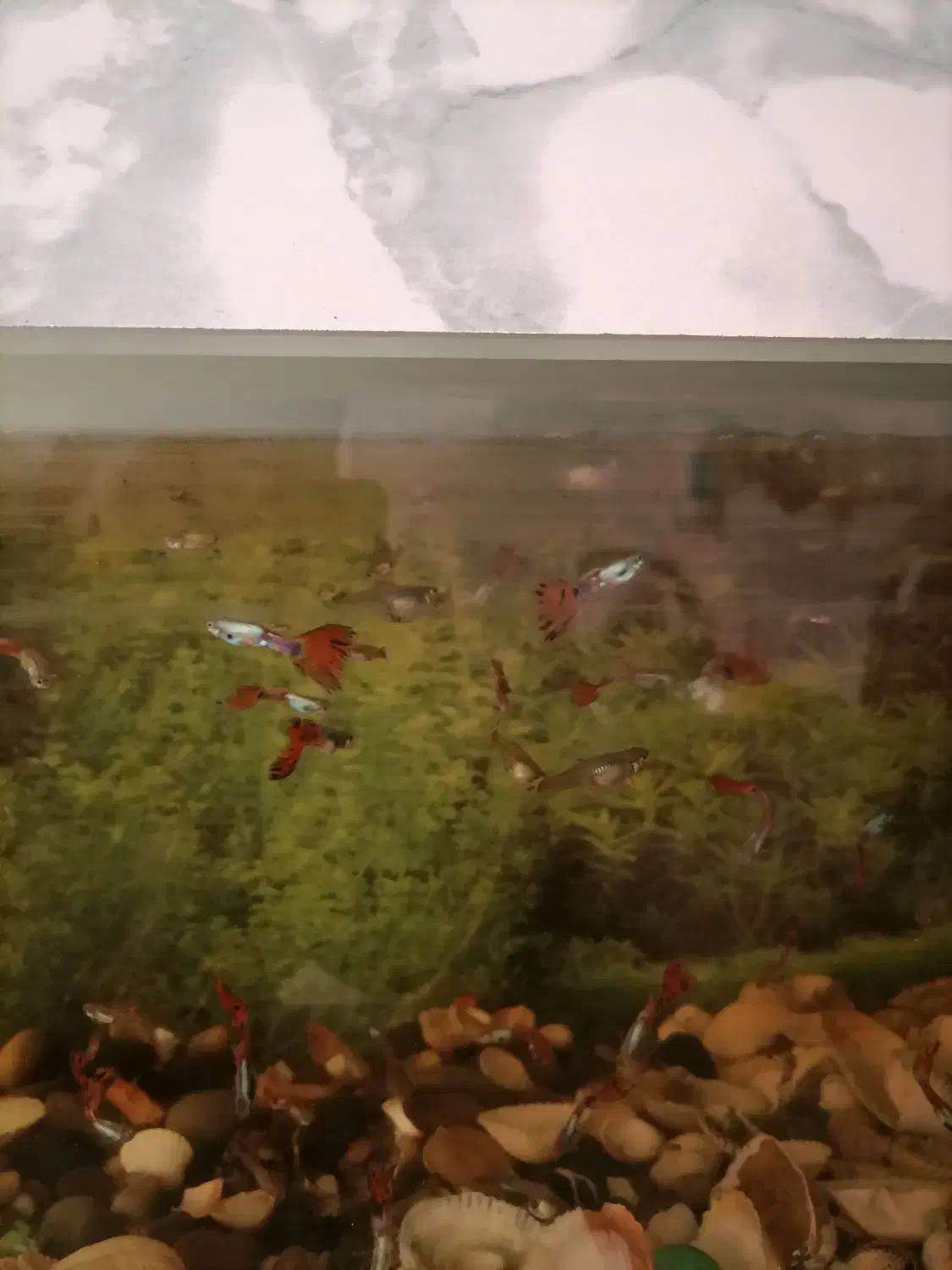 ماهی گوپی دانه 40هزار|ماهی|بیرجند, |دیوار