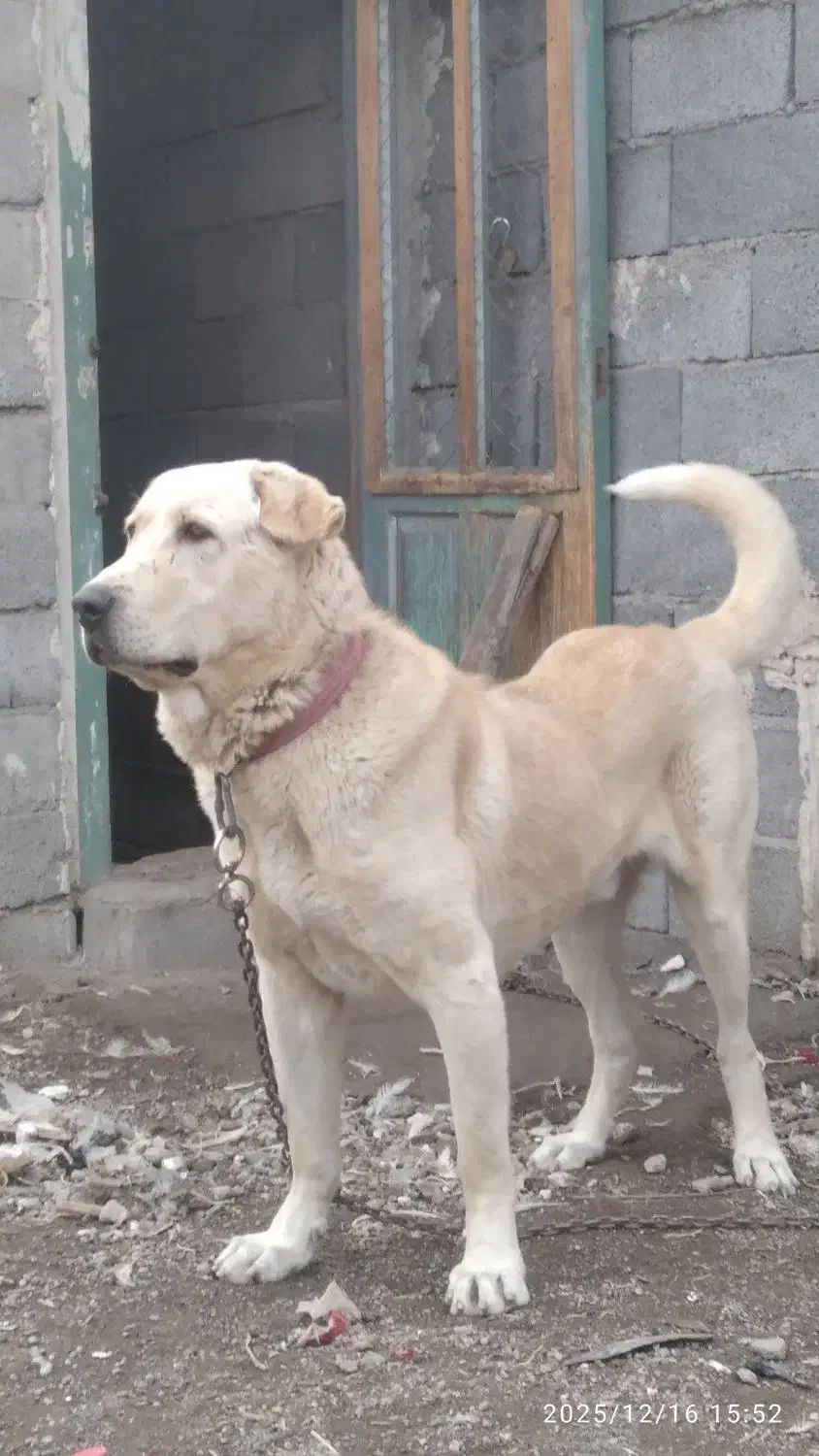 سگ سرابی|سگ|میانه, |دیوار