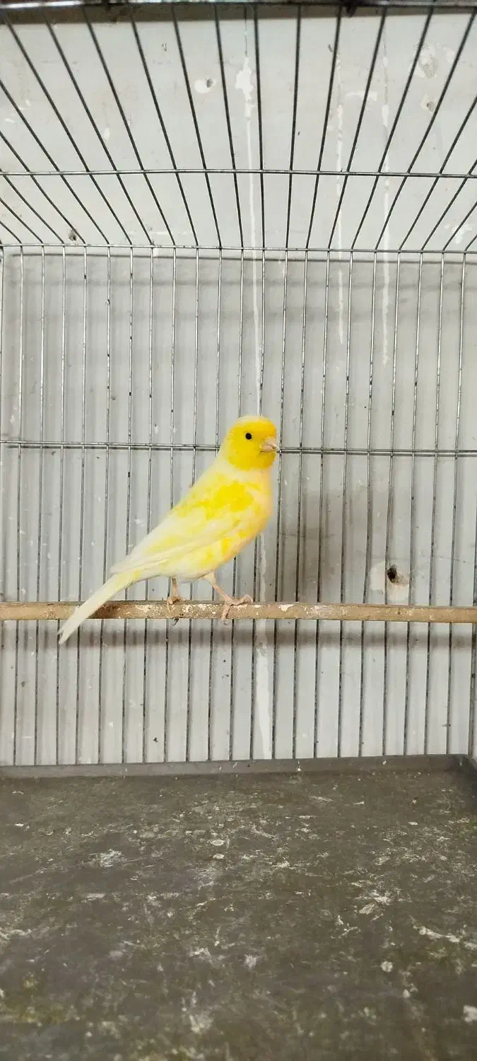 قناری نر قرص بخون و ماده|پرنده|کرج, شهرک بنفشه|دیوار