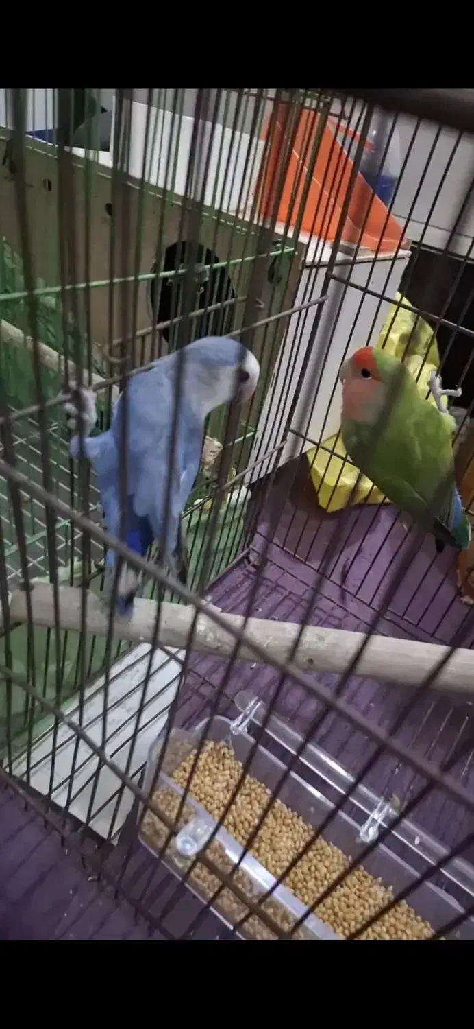 ۳ عدد طوطی برزیلی سرحال|پرنده|باوی, |دیوار