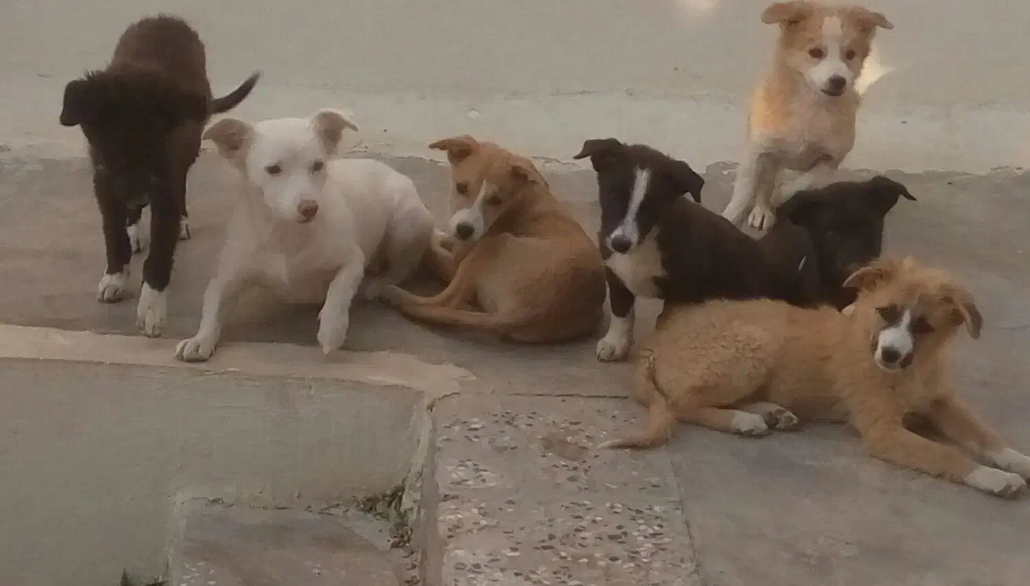 شیش عددطوله سگ شیتزو پاکوتاه ومادرش|سگ|خزل, |دیوار