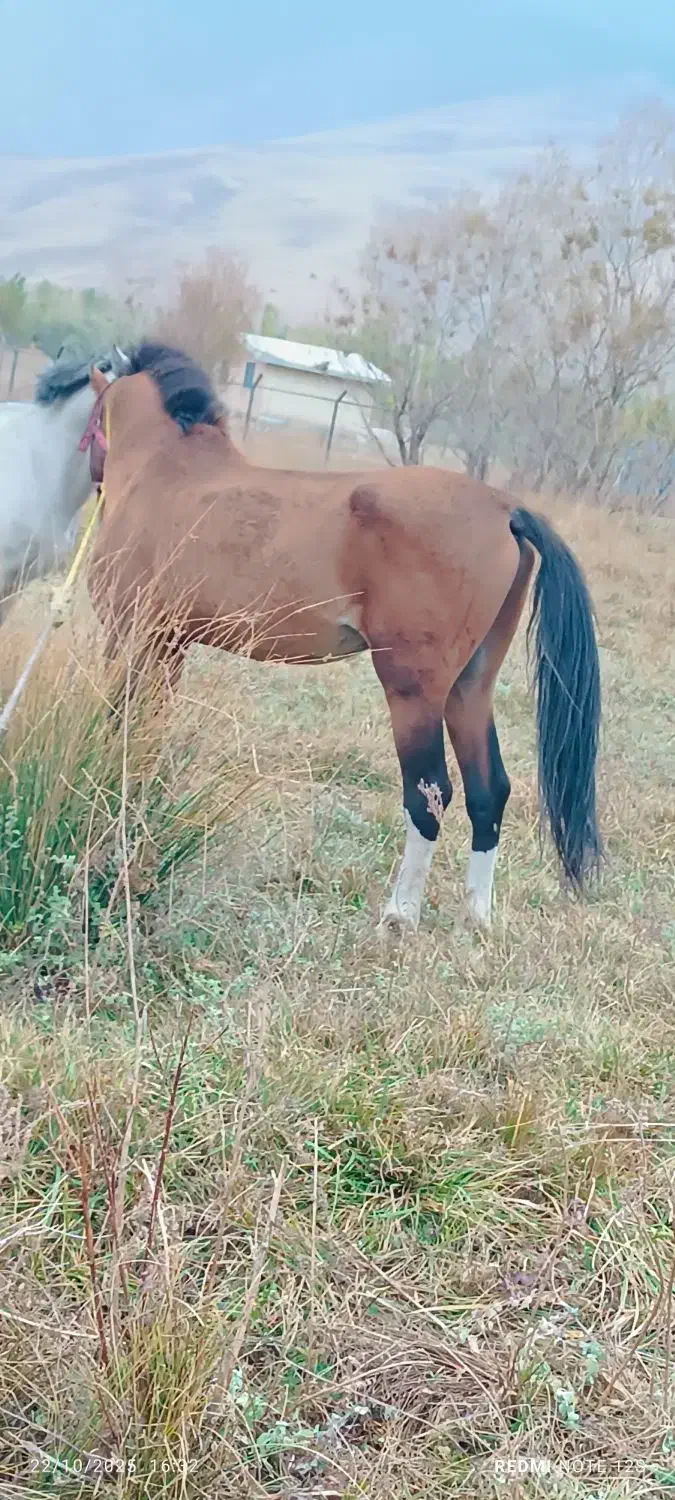 15عدد اسب مادیون|اسب و تجهیزات اسب‌سواری|سیلوانه, |دیوار