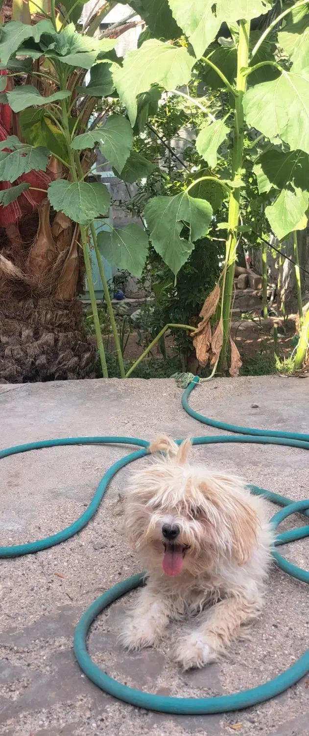 فروش|سگ|بافق, |دیوار