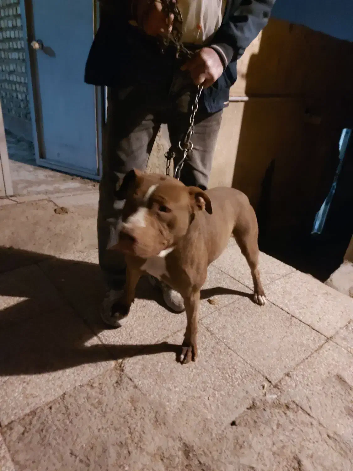 چند قلاده سگ پدر پیت بول ماستیف مادر جرمن دوبرمن|سگ|شیراز, سلطان آباد|دیوار