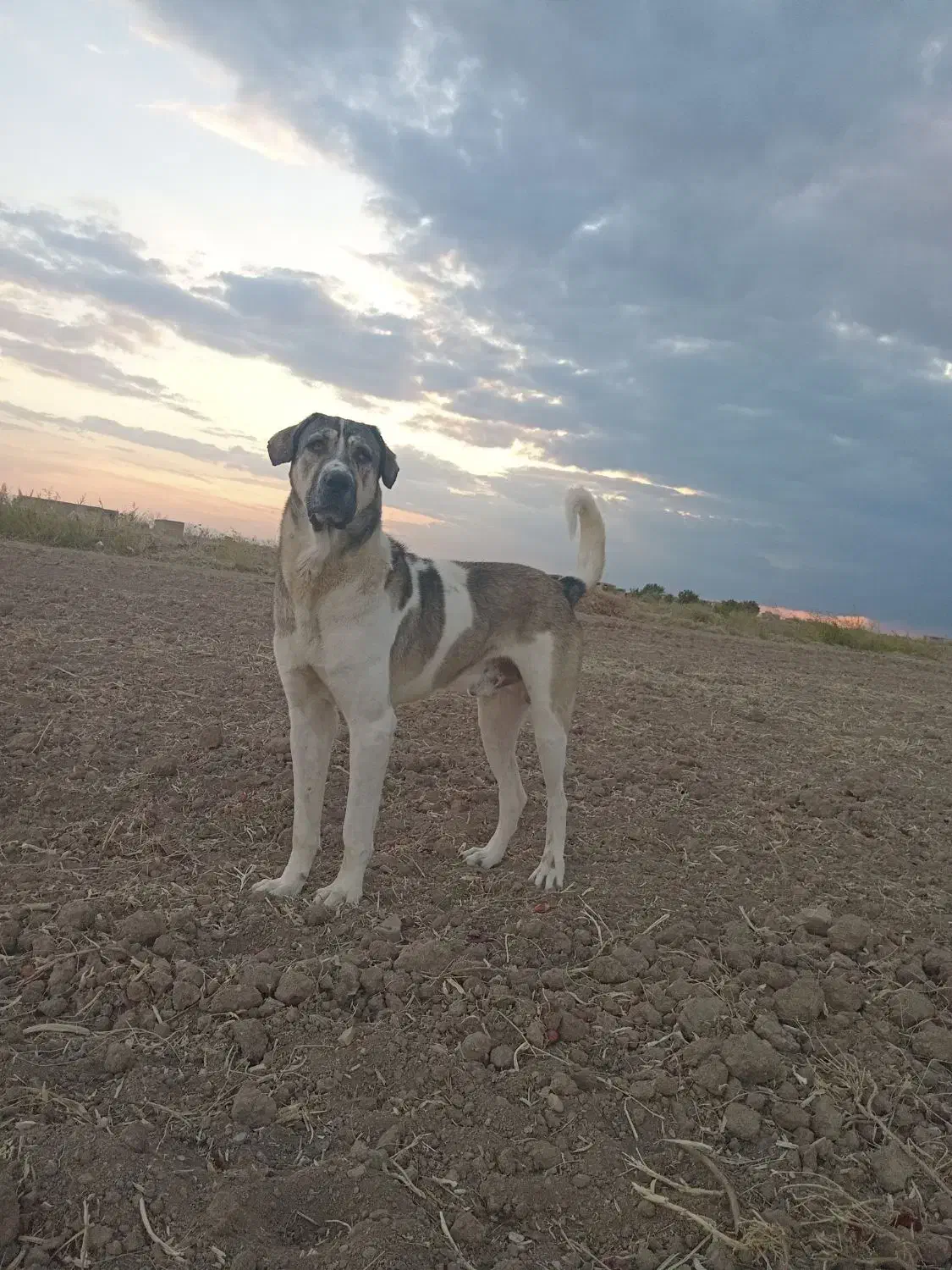 سگ حوالی لیلان قندهار گم شده|سگ|لیلان, |دیوار