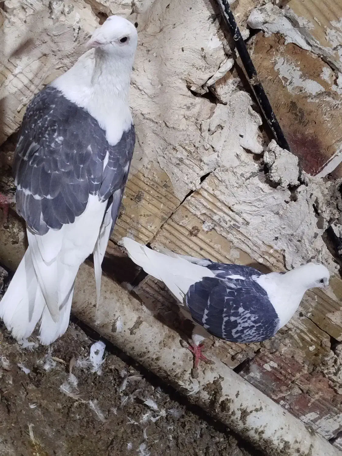 دوکت|پرنده|نیمروز, |دیوار