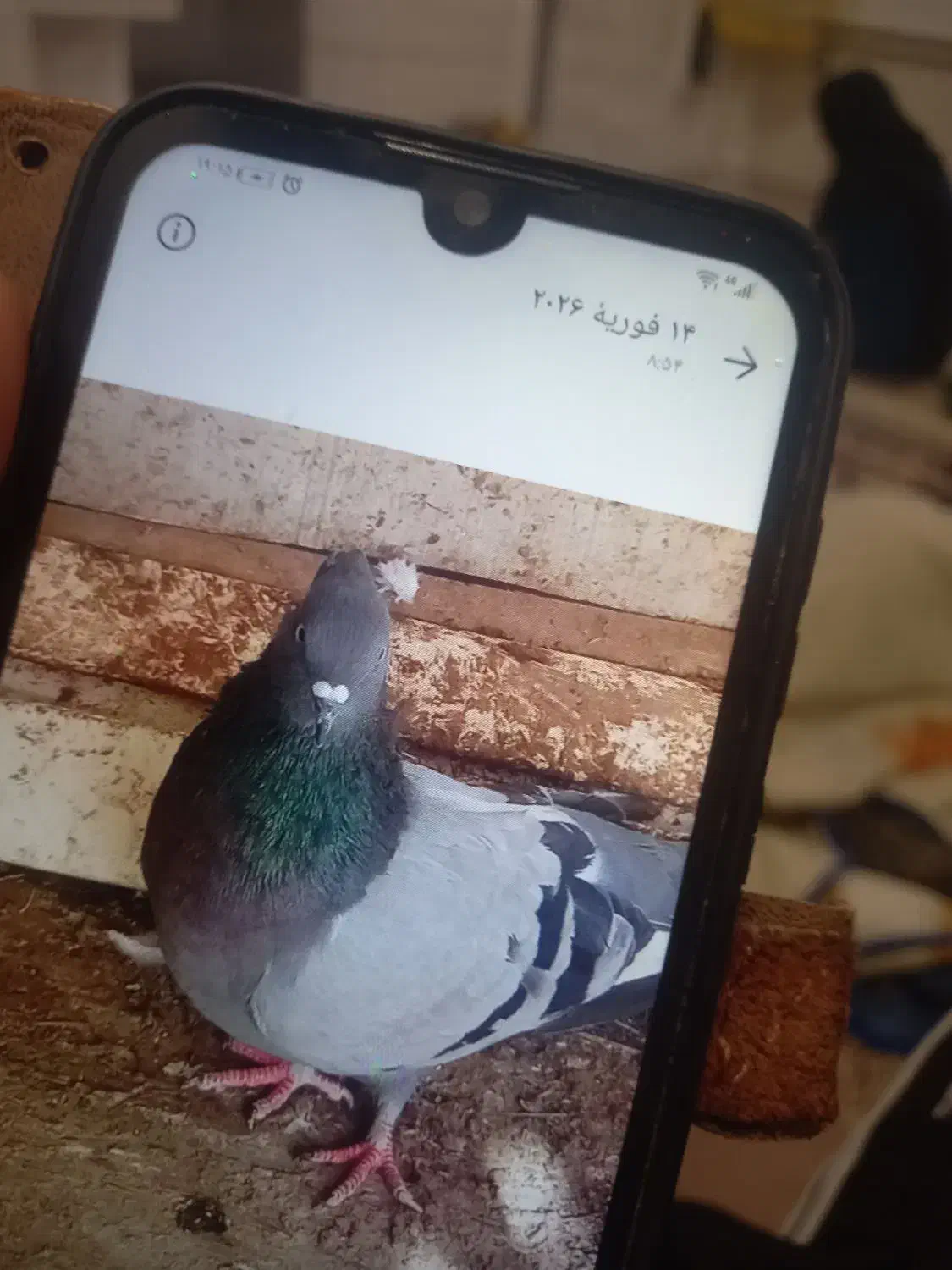 کفتر|پرنده|تربت جام, شهید غلام زاده|دیوار