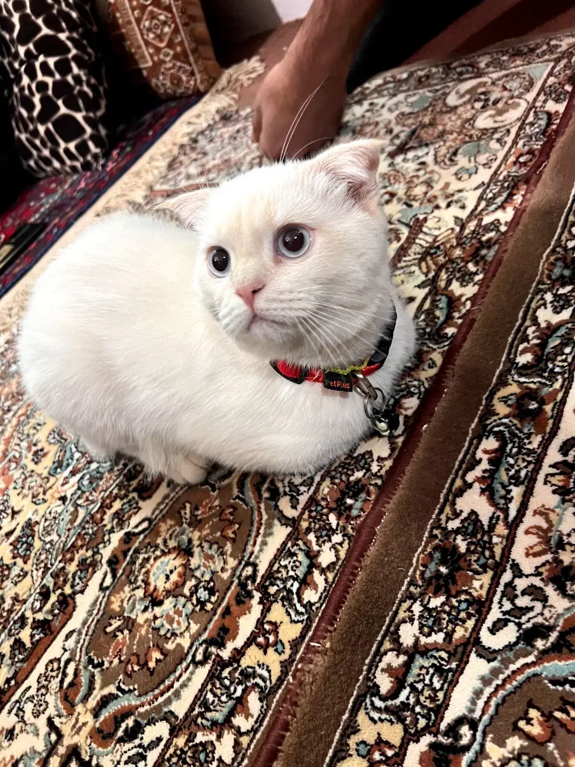 گربه پرشین اسکاتیش|گربه|ابهر, |دیوار