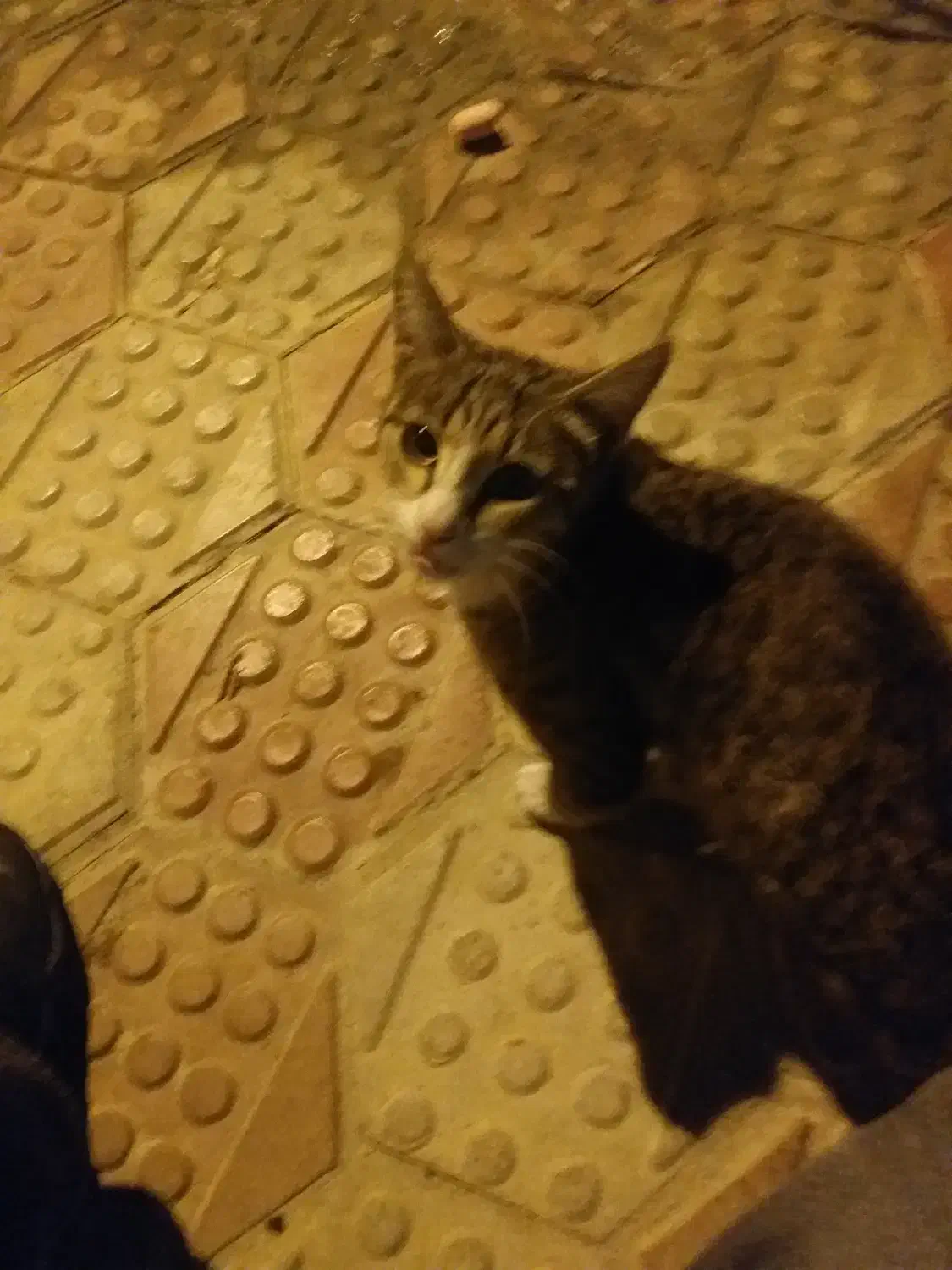 واگذاری گربه|گربه|قزوین, |دیوار