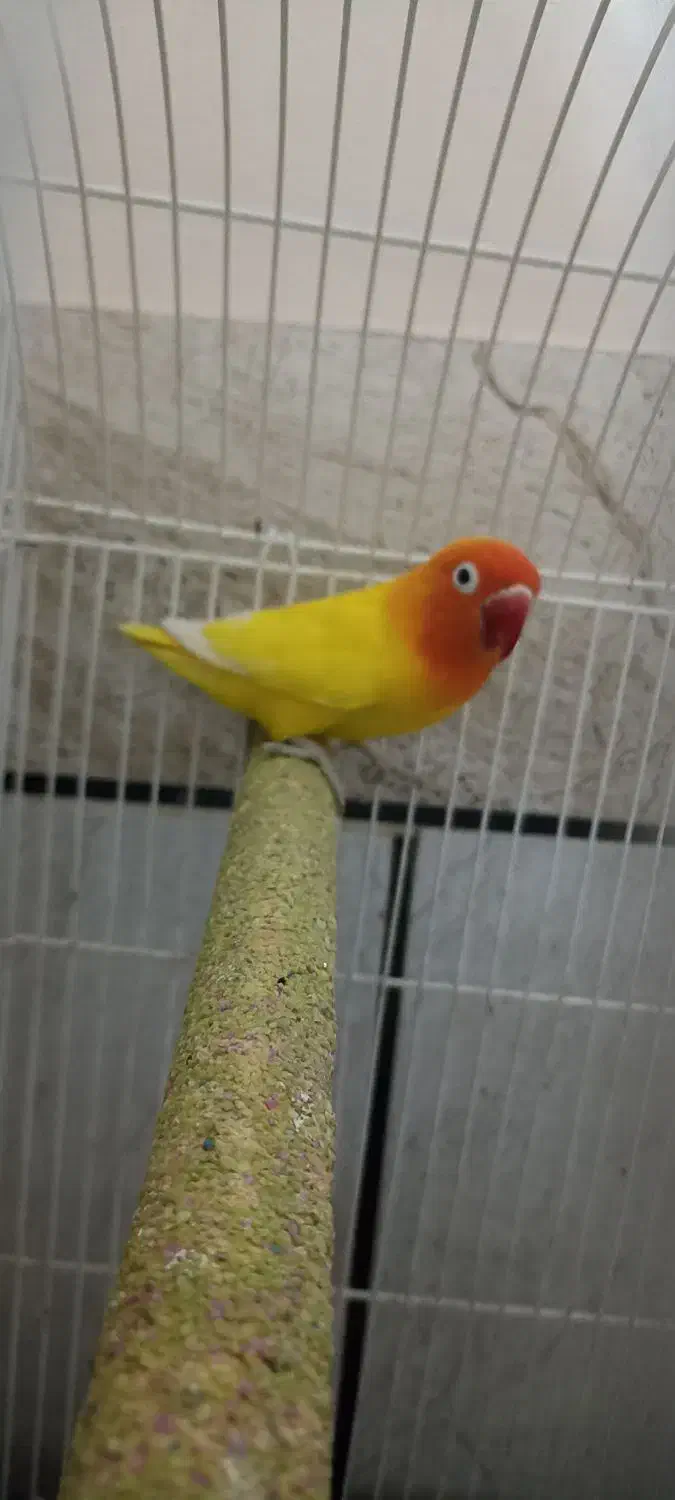 طوطی کوتوله نر|پرنده|بندرعباس, |دیوار