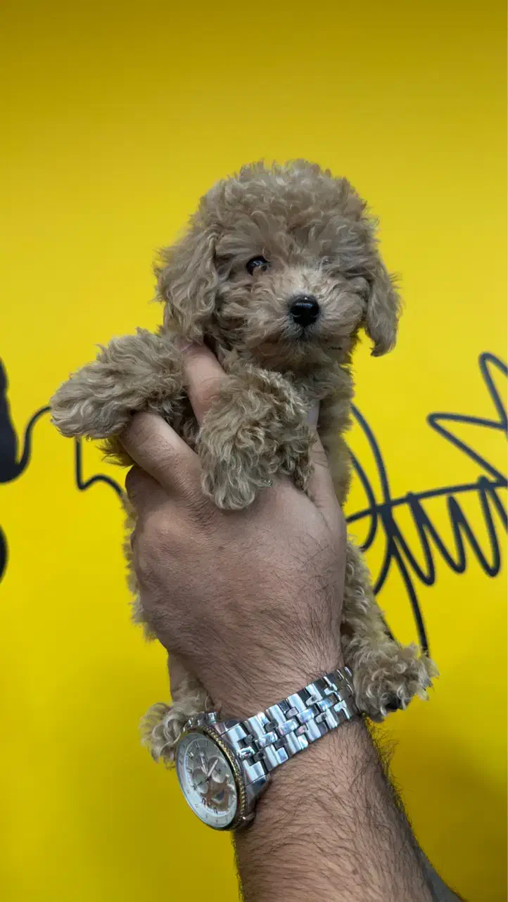 سگ پودل توی|سگ|تهران, باغ فیض|دیوار