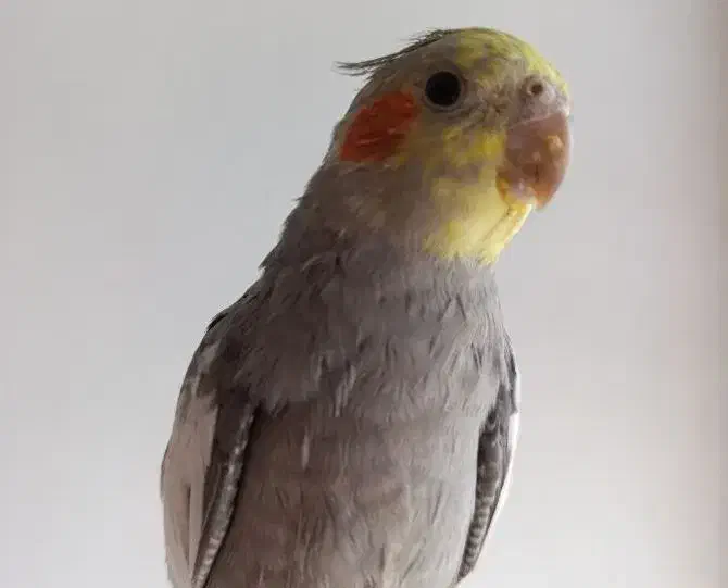 عروس هلندی گمشده|پرنده|کوهدشت, |دیوار