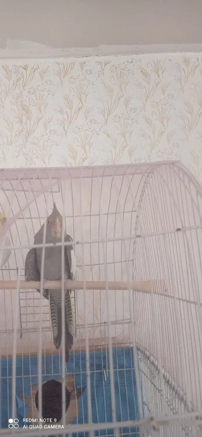 فروش جوجه عروس هلندی دو ماهه|پرنده|سراب, |دیوار