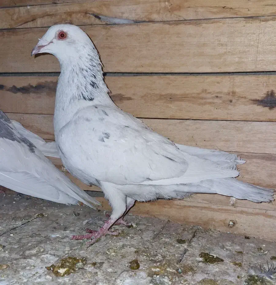 نر سرور|پرنده|آباده, |دیوار