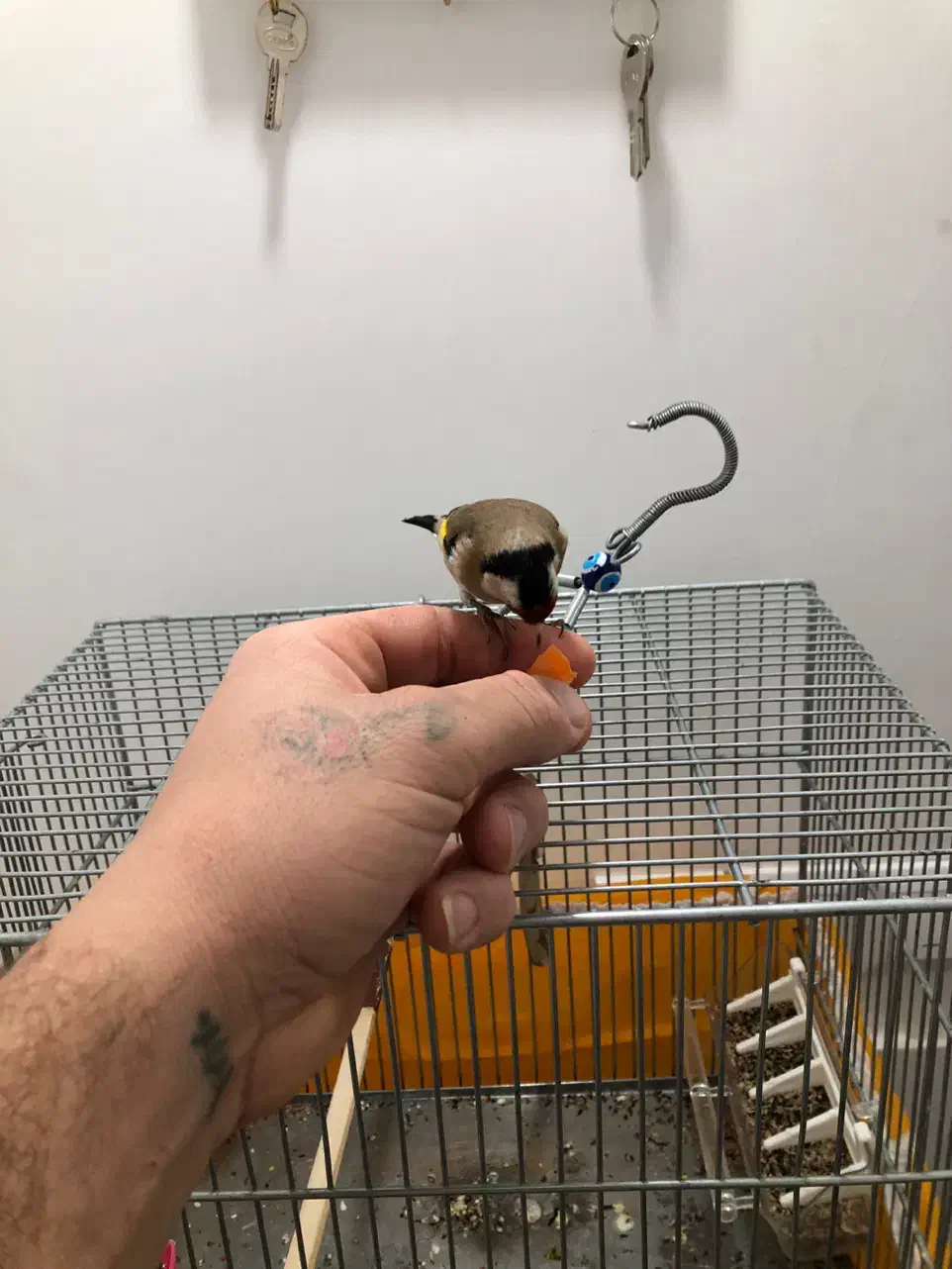 سهره|پرنده|دهگلان, |دیوار