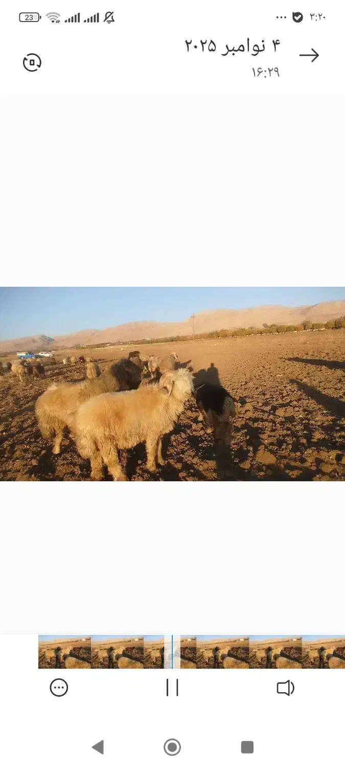 قوچ بختیاری|حیوانات مزرعه|یاسوج, |دیوار