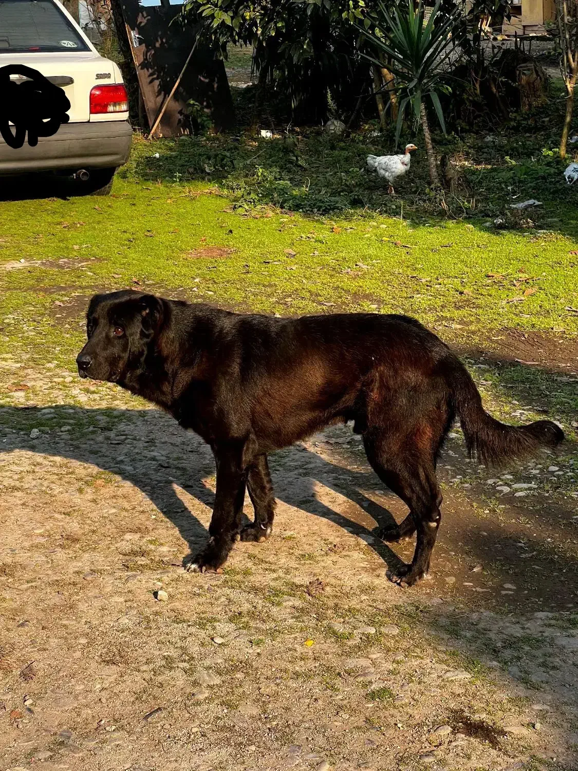 سگ سرابی برای جفتگیری(نسل کشی)|سگ|سنگر, |دیوار