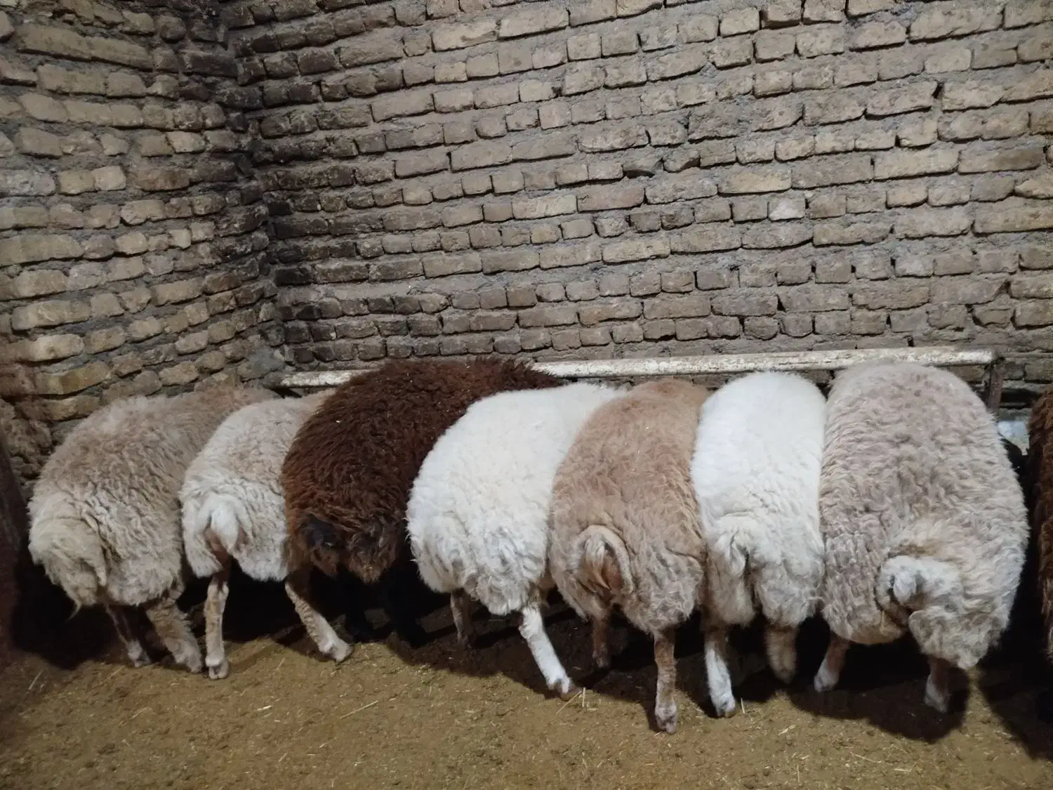 بره نر|حیوانات مزرعه|باخزر, |دیوار