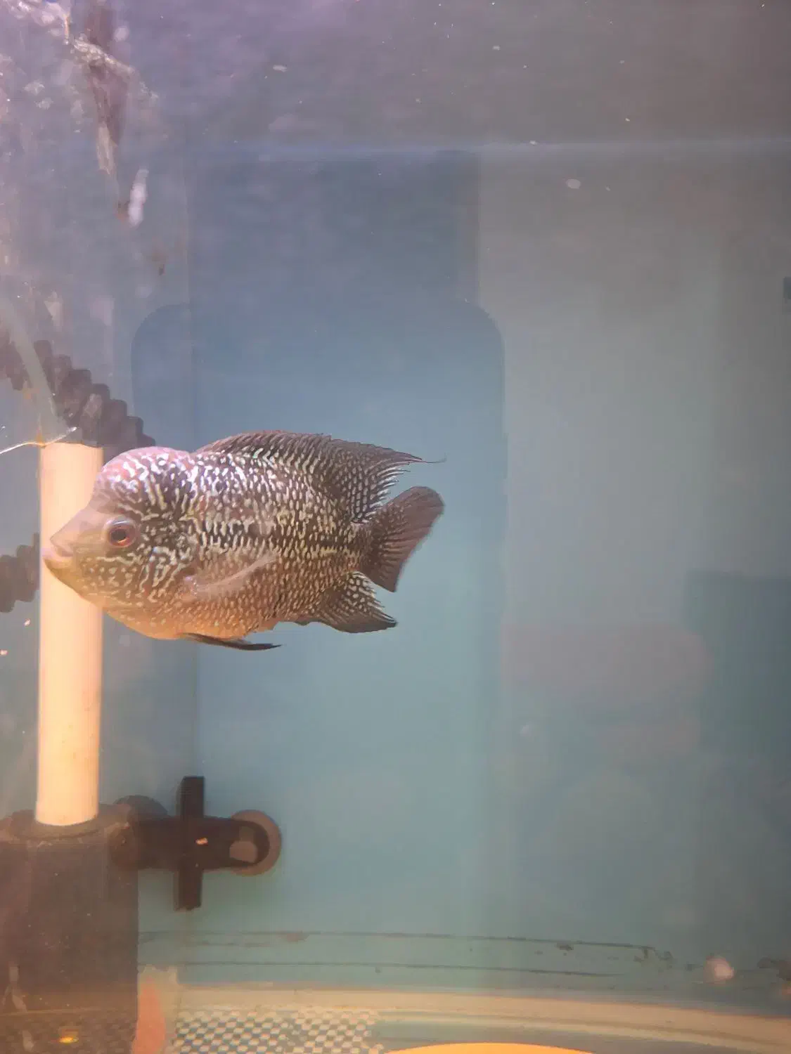 ماهی فلاور  پترن عالی سالم فروش فوری|ماهی|رشت, حمیدیان|دیوار