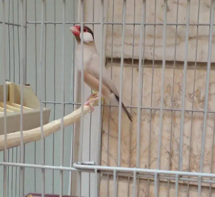 فنچ نرگسی نره مولد|پرنده|تهران, باغ خزانه|دیوار