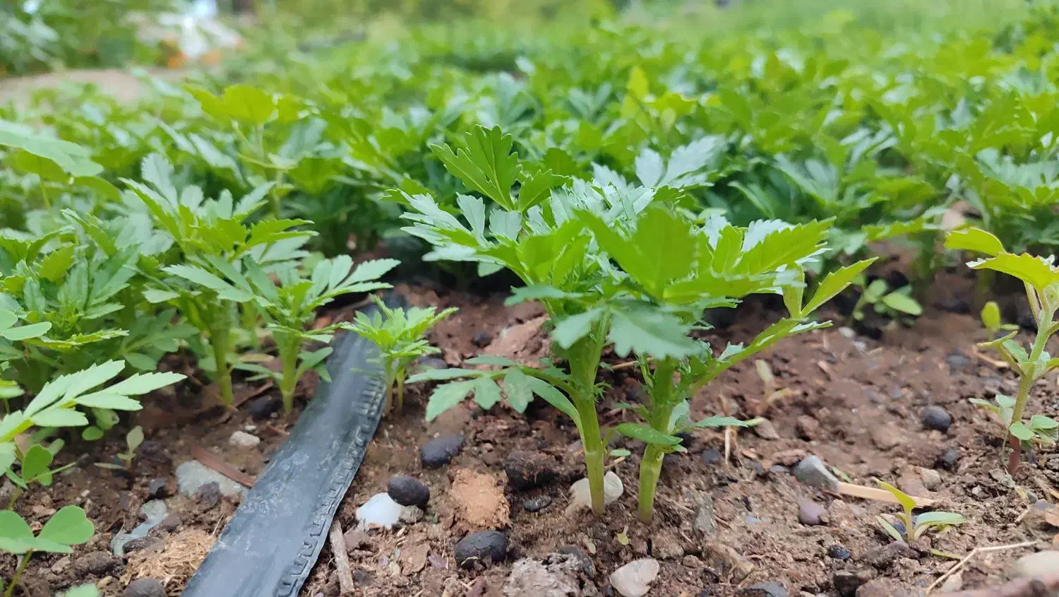 گل فصلی|گل و گیاه طبیعی|بیکاه, |دیوار