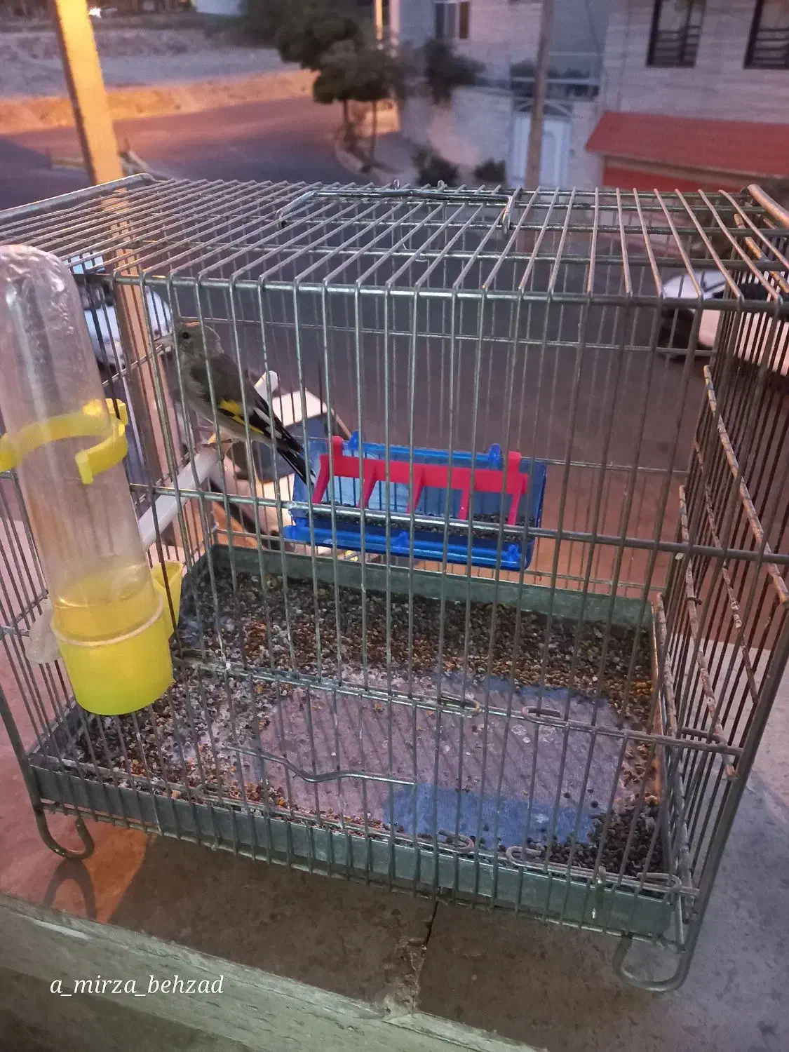 جوجه سهره نر|پرنده|محلات, |دیوار