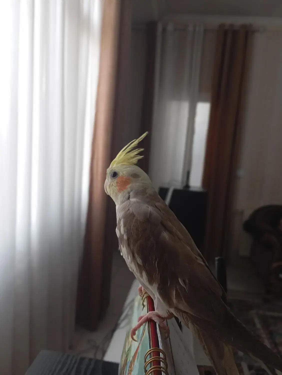 عر.وس هلندی سینامون|پرنده|شاهدشهر, |دیوار