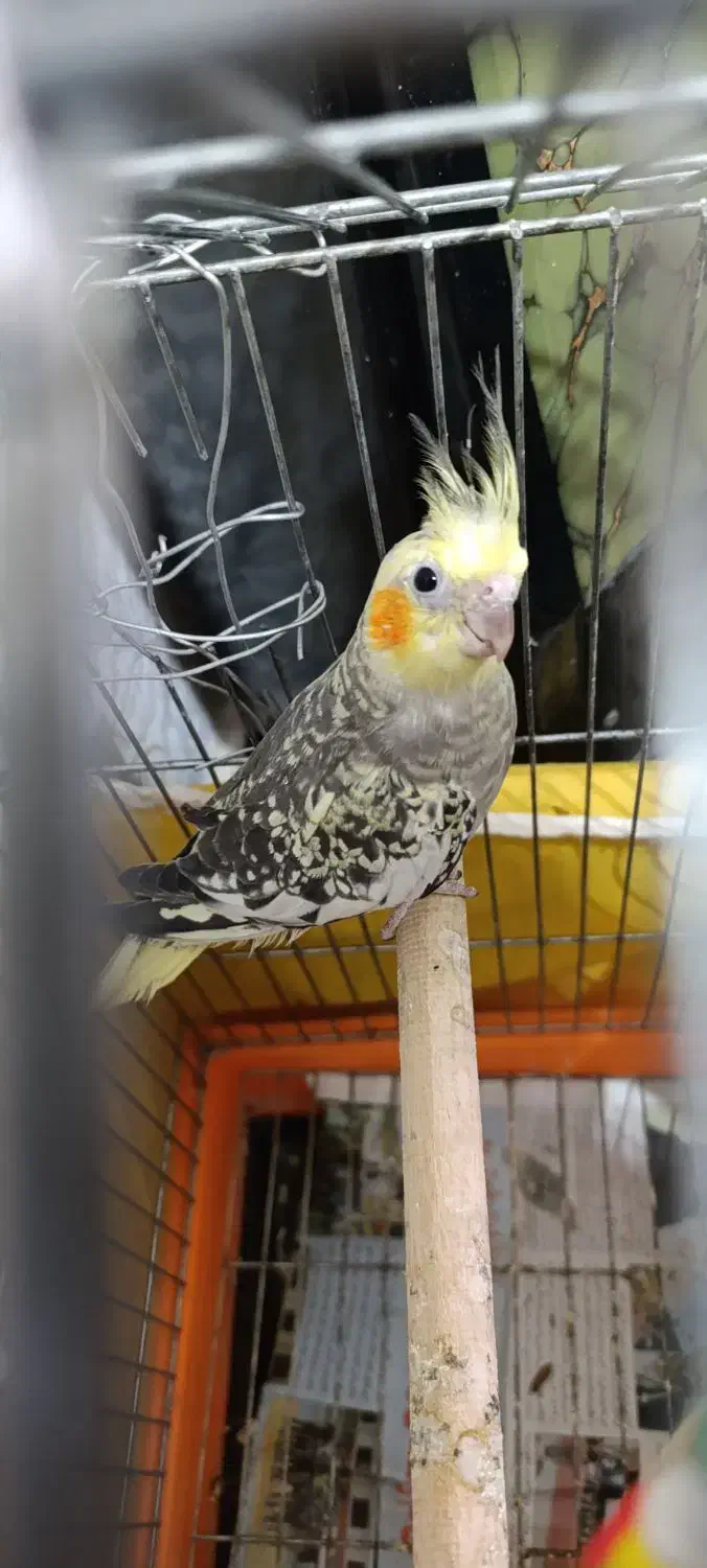 عروس هلندی|پرنده|ساری, |دیوار