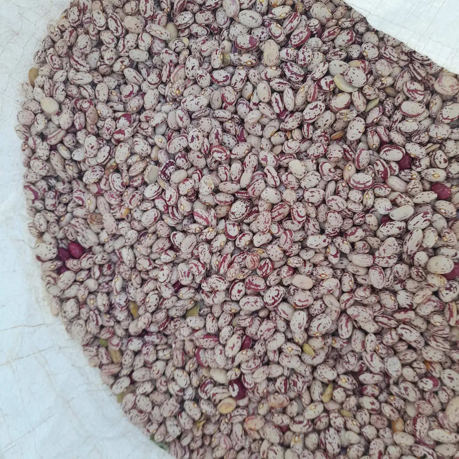 لوبیا چیتی سراب|عمدهفروشی|سراب, |دیوار