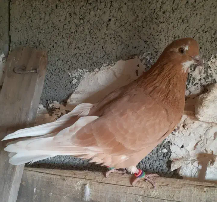 گرگی زرد|پرنده|انزل, |دیوار