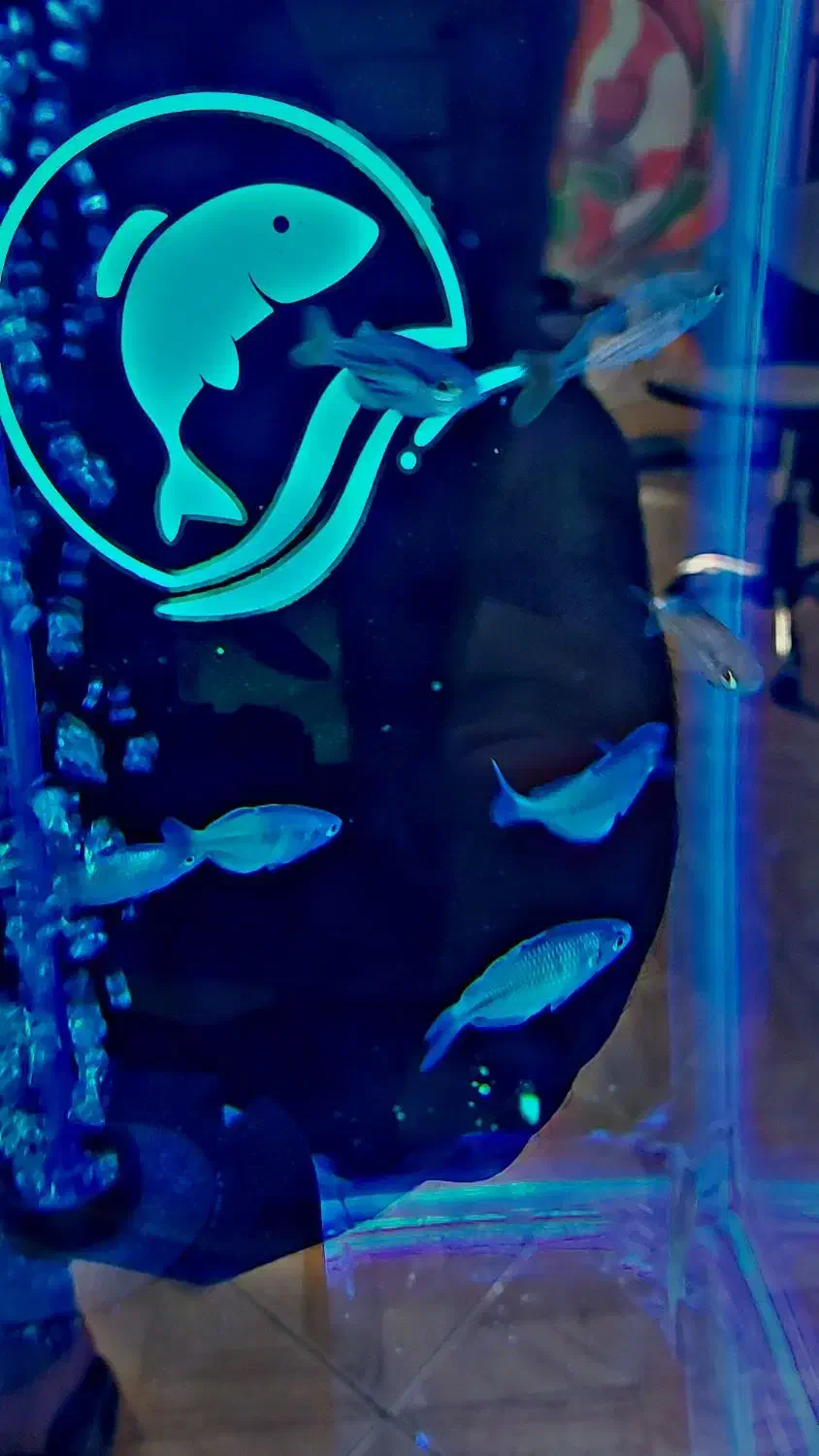 رمبو بوسمانی. رمبو استرالیایی. سوارتیل|ماهی|شهریار, شهرک وائین|دیوار