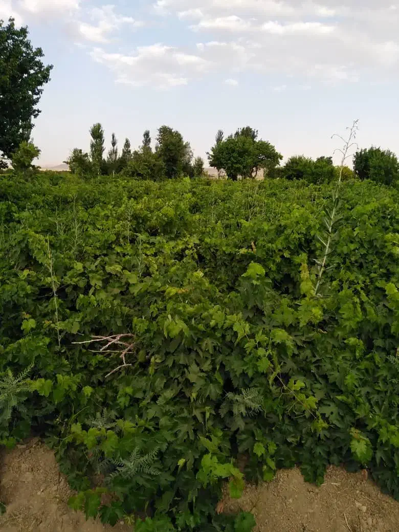 باغ انگور|فروش زمین و ملک کلنگی|کمیجان, |دیوار