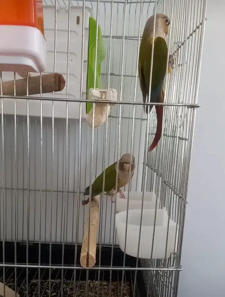 گرینچیک جفت آماده|پرنده|پاکدشت, پارچین|دیوار