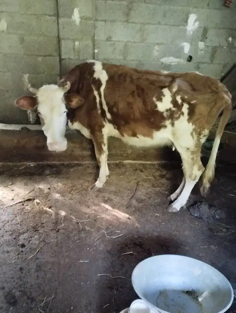 گاو هولیشناین جوان آماده|حیوانات مزرعه|رشت, بازار|دیوار