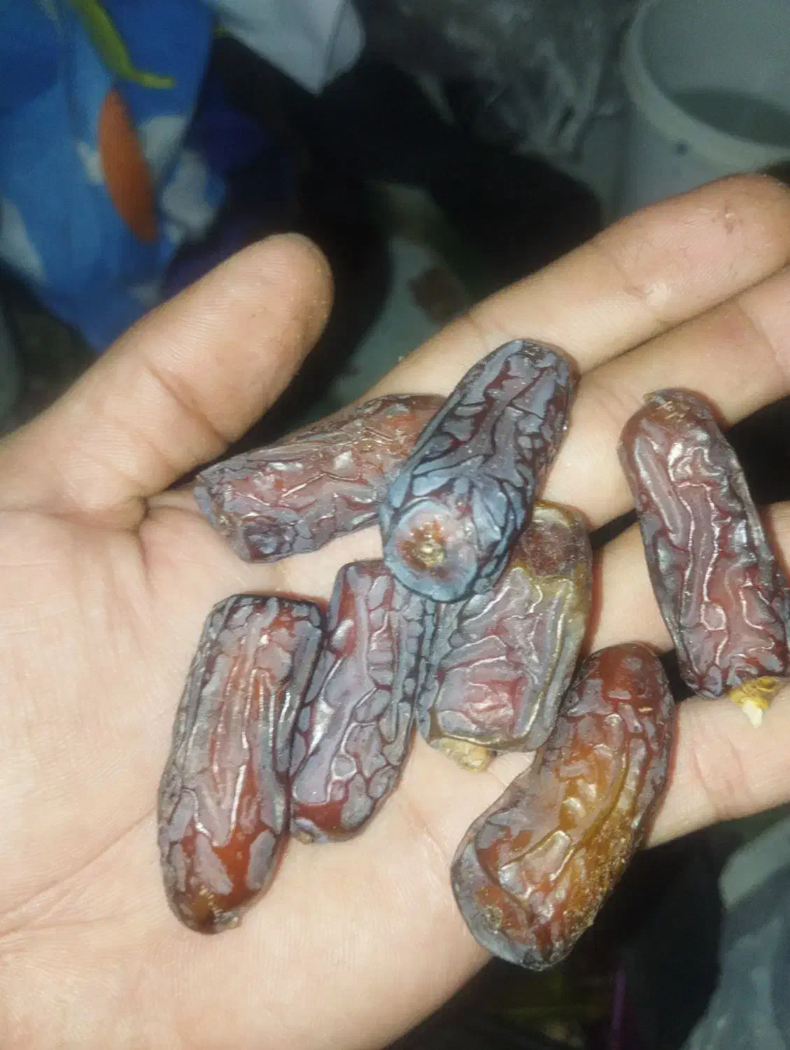 ریزه پیارم|حراج|حاجی آباد, |دیوار