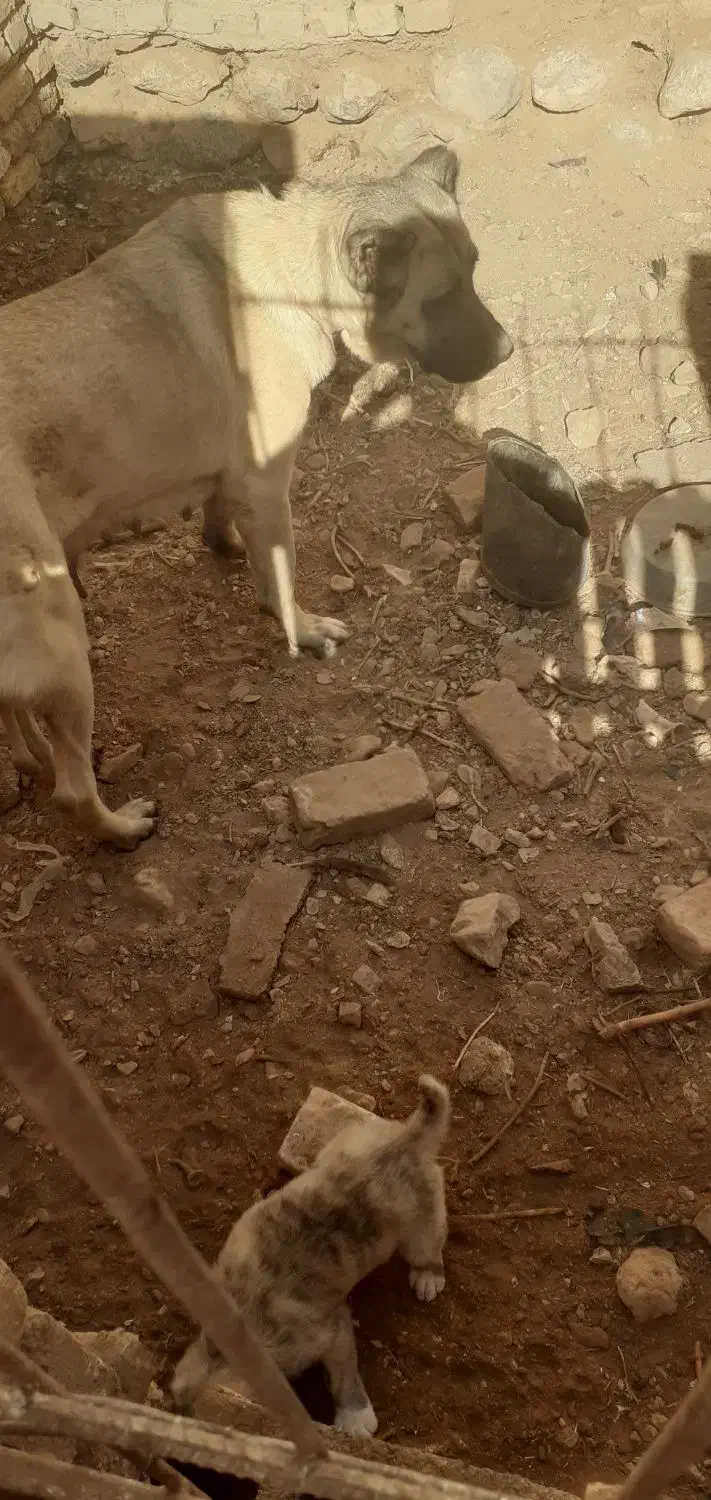 ماده گوسفندی|سگ|قائن, |دیوار