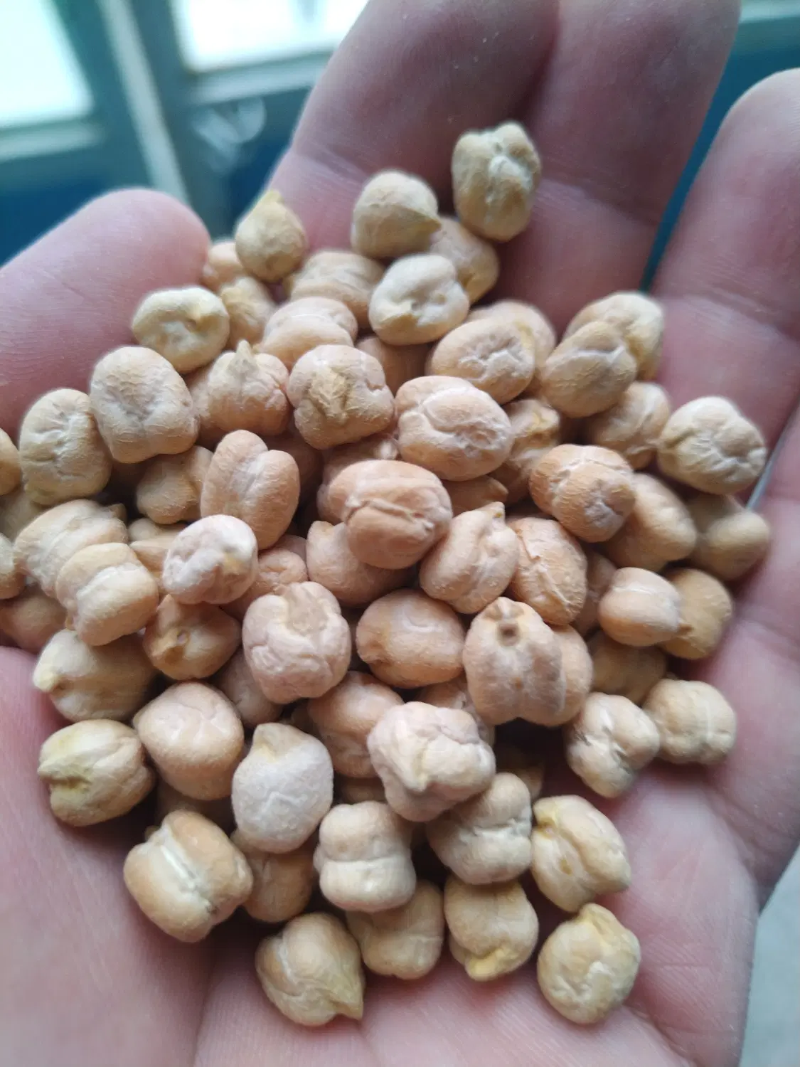 نخود|خوردنی و آشامیدنی|بوئین و میاندشت, |دیوار