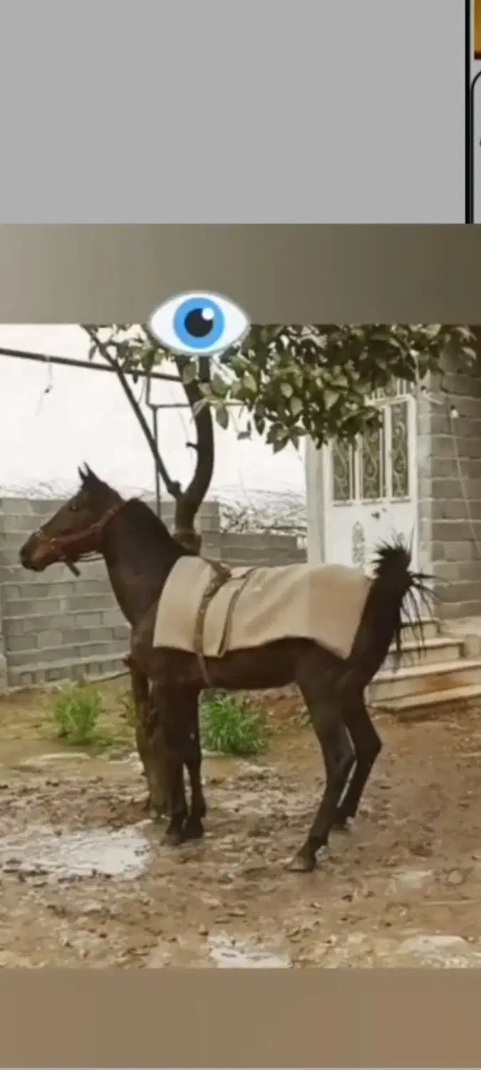 اسب نریون ۸سال درشت سالم و سر حال|اسب و تجهیزات اسبسواری|رودسر, |دیوار